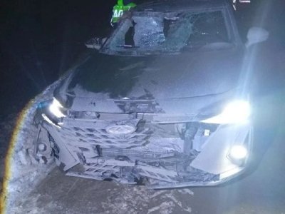 В Башкирии водитель сбил перебегавшего дорогу лося